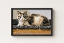 Cat On Wood