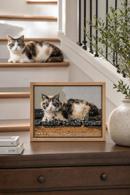 Cat On Wood