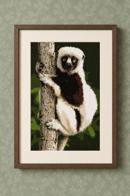 Lemur 