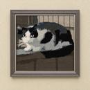 Cat On Fence