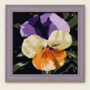 Pansies Up Close