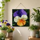 Pansies Up Close
