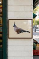 Pigeon