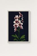 Orchid Plant