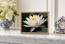 Water Lily