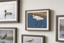Snowy Egret