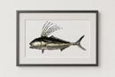 Roosterfish