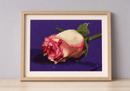 Rose On Purple