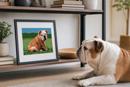 Small English Bulldog