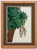 Succulent Plant