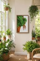 Succulent Plant