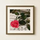 Rose On Music