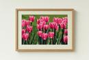 Field Of Tulips