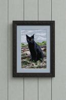 Black Cat 2
