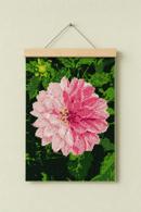 Two Tone Dahlia