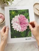 Two Tone Dahlia
