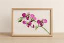Orchids On White