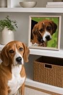 Beagle Puppy