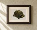 Box Turtle