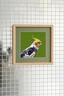 Cockatiel