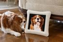 Cavalier King Charles Spaniel 2