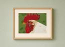 White Rooster