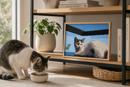 Oceanside Cat