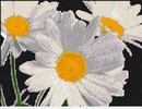 Daisies
