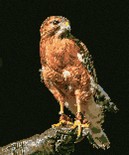 Hawk
